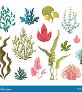 Image result for Brown Sea Plants