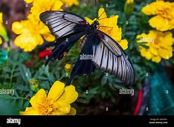 Image result for Butterfly Black and White Wings Red Spot