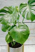 Image result for Monstera Sierrana