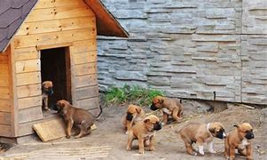 Image result for Outdoor Kennel