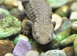 Image result for Warty Newt