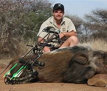 Image result for African Bushpig