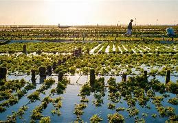 Image result for Seaweed Farming