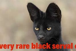 Image result for Black Serval Cat