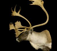 Image result for Labrador Caribou