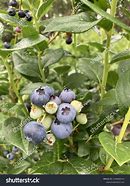 Image result for Highbush Blueberry