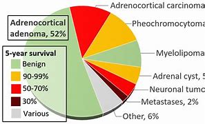 Image result for Normal Adrenal