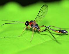 Image result for Mud Wasp Eggs