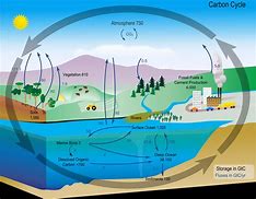 Image result for Basic Carbon Cycle Diagram