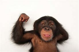 Image result for 1 Year Old Chimp