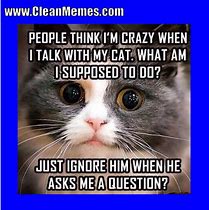 Image result for Cat Memes Funny Clean Work