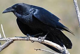 Image result for Photo of a Raven