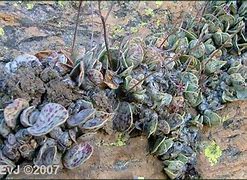 Image result for Adromischus Cactus