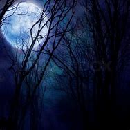 Image result for Dark Forest Night