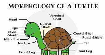 Image result for Turtle Formation