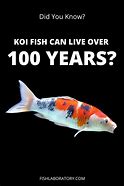 Image result for Oldest Koi Fish