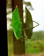 Image result for Big Leaf Bug