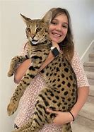 Image result for Domestic Savannah African Serval Cat