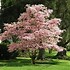 Image result for Low-Growing Cornus