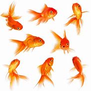 Image result for Goldfish Stock Image