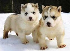 Image result for Anjing Husky