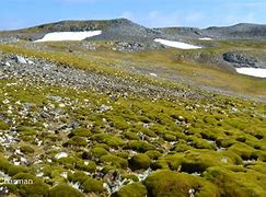 Image result for Tundra Antarctica