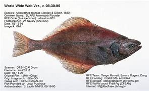 Image result for Arrowtooth Flounder