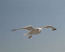 Image result for Seagull In-Flight