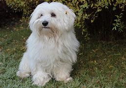 Image result for Jack Bichon Havanese Puppies