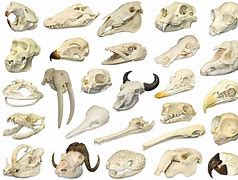 Image result for Rodent Bone Identification Chart