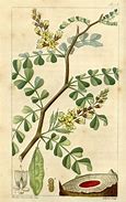 Image result for Logwood Extract