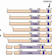 Image result for Cullin Protein Structure