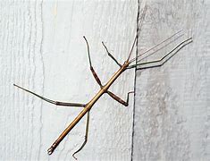 Image result for Stick Bug Bite