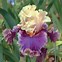 Image result for Bearded Iris by Name