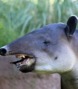 Image result for Tapir Habitat