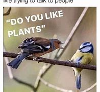 Image result for Bird Siniging Meme