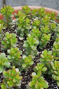 Image result for Baby Jade Plant