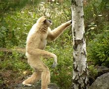 Image result for Gibbon