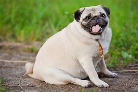 Image result for Fat Puwsy