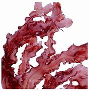 Image result for Red Algae Skin Care