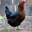 Image result for Blue Australorp Pullets 10 Weeks