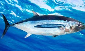 Image result for USA Tuna