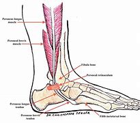 Image result for Lateral Ankle Retinaculum