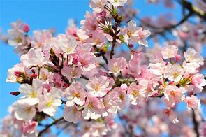 Image result for Cherry Blossom Flower