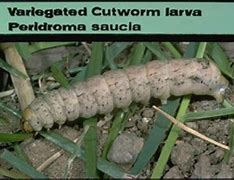 Image result for Variegated Cut Worm Moth Eggs