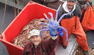 Image result for Alaskan Blue Crab