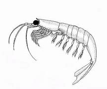 Image result for Krill Clip Art