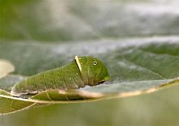 Image result for Caterpillar Tiger Swallowtail Pupa