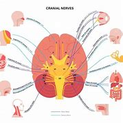 Image result for Cranial Nerves Number Diagram