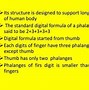 Image result for Upper Extremity Phalanges